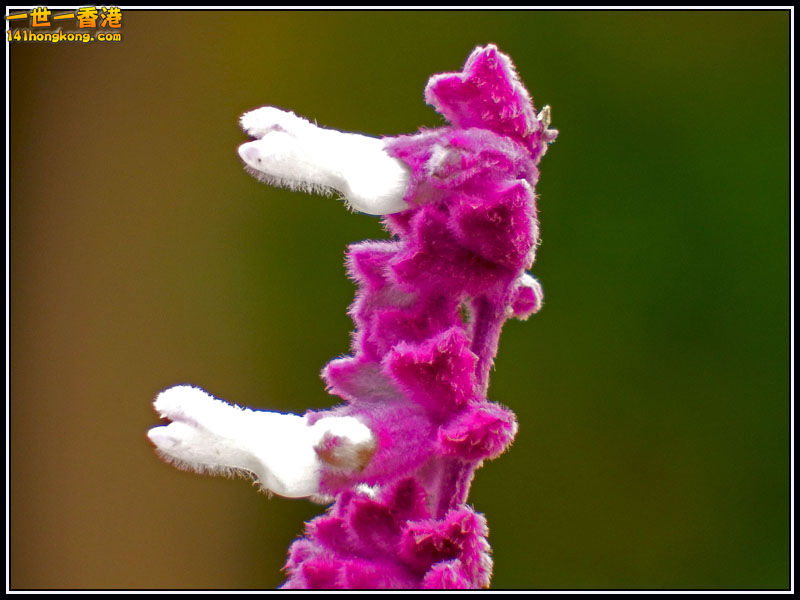 DSCF7713.jpg