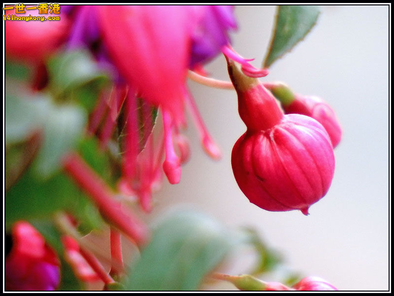 DSCF7723.jpg