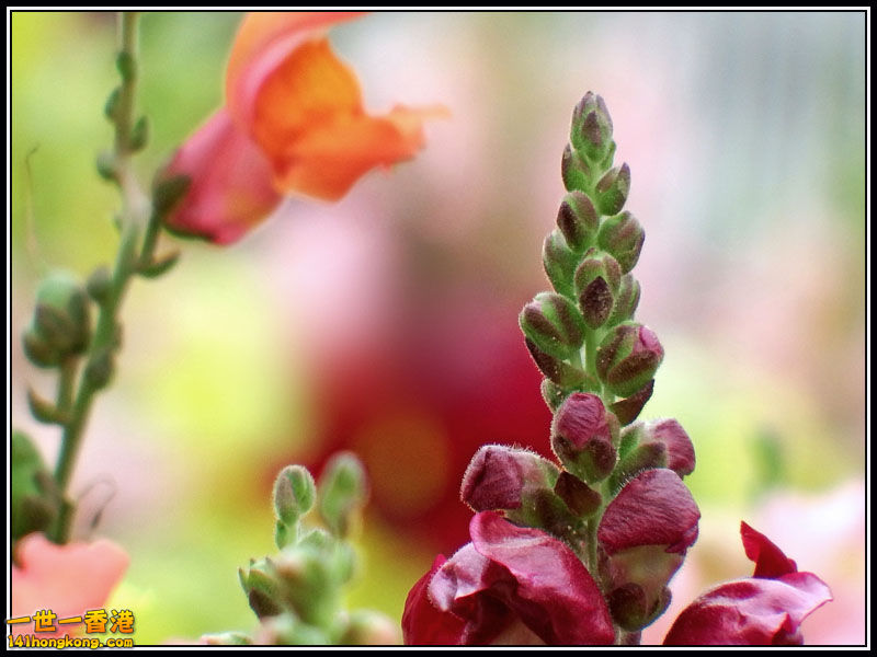 DSCF7759.jpg