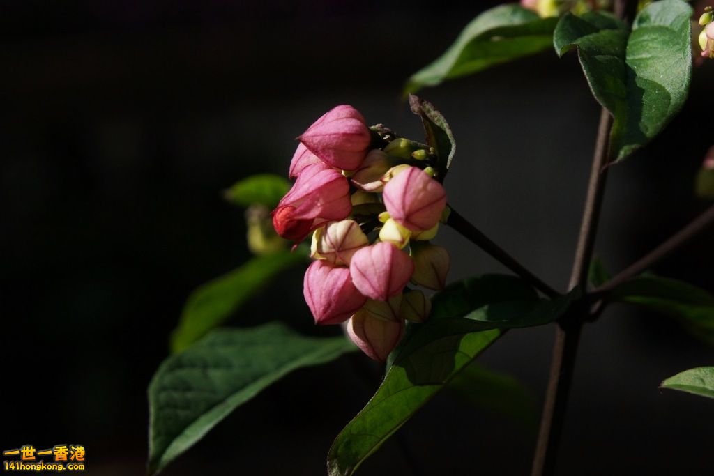 DSC05594.JPG