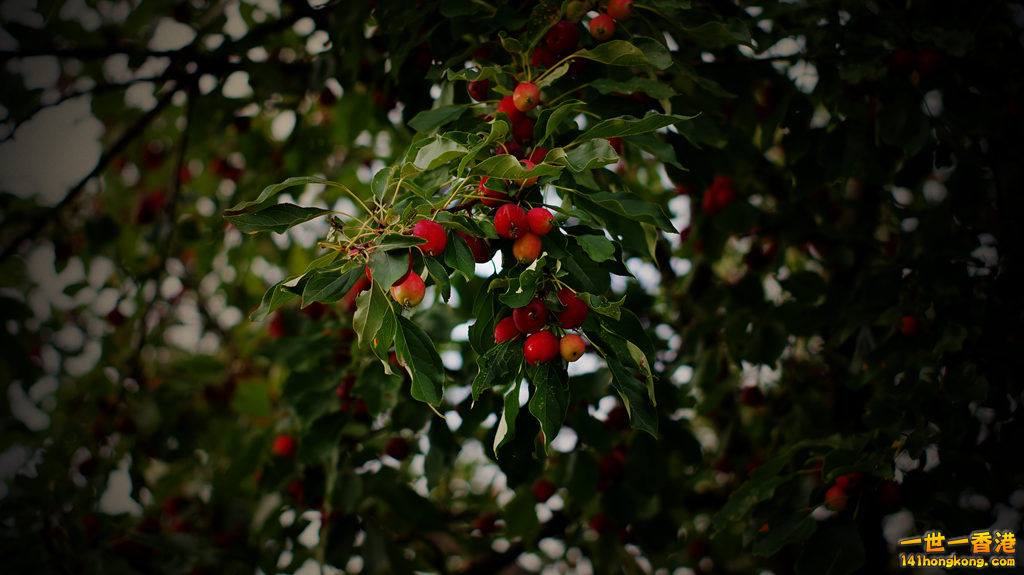 DSC04252_副本_副本.jpg