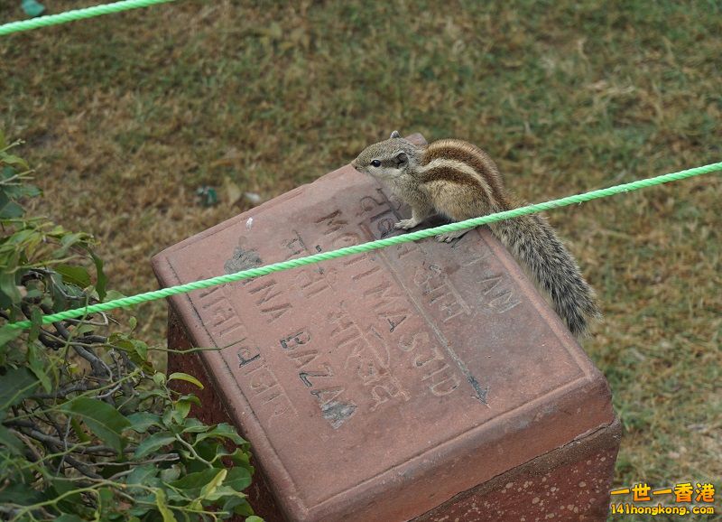 DSC00443 800 x 578.jpg