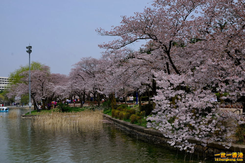 DSC_1903.JPG