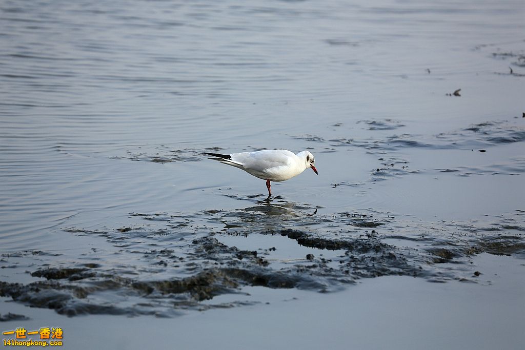 3P1A2952.JPG