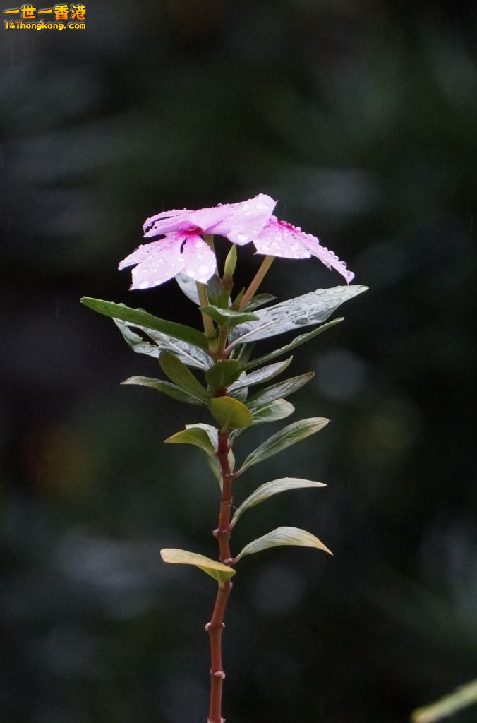 DSC07602.JPG