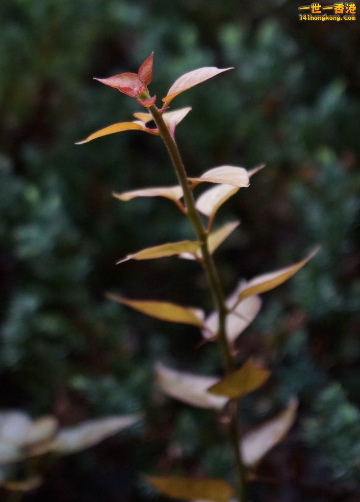 DSC07637.JPG