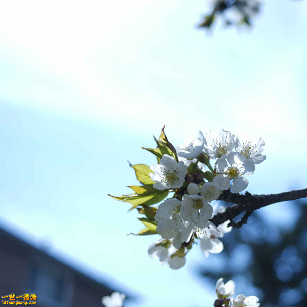 _DSC0615_副本.jpg