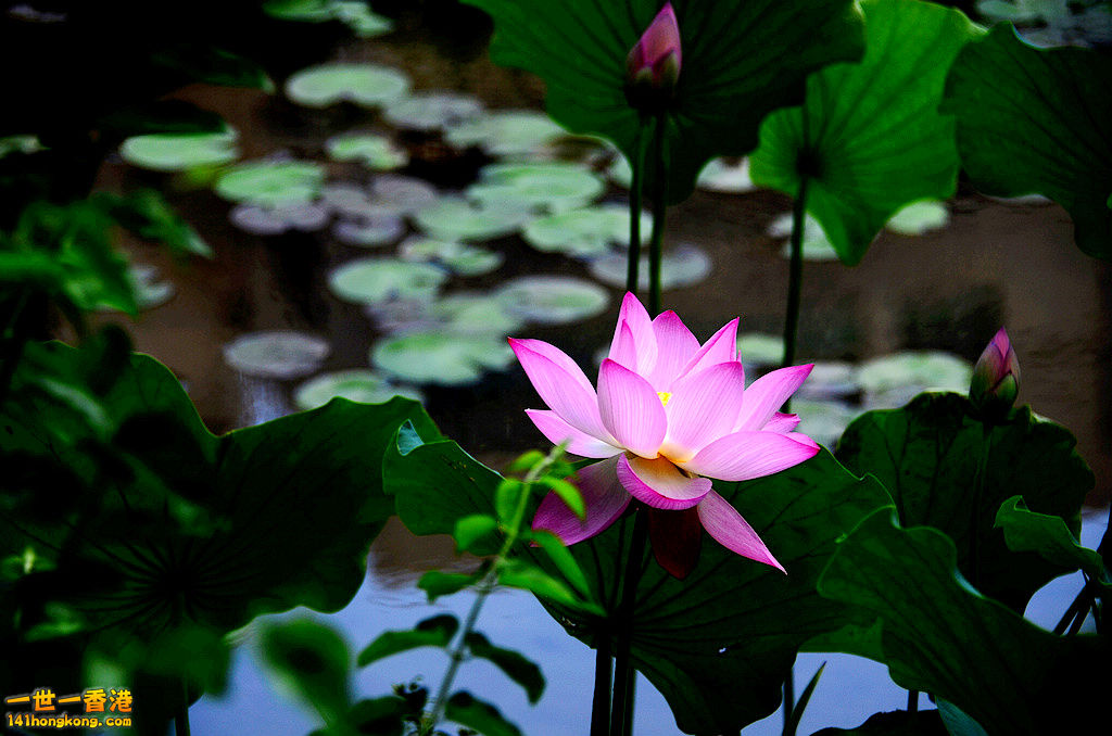 DSC_2694.jpg