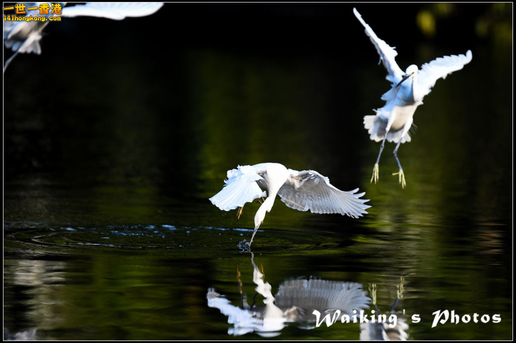 150124 Birds - 0030.jpg