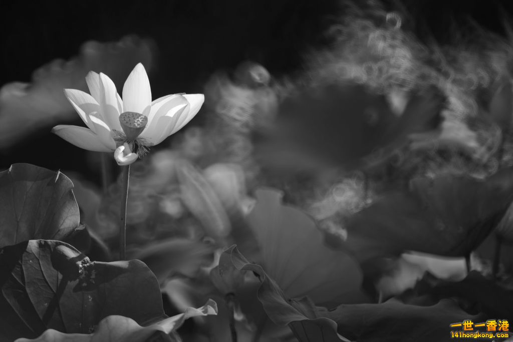 DSC_7967.jpg
