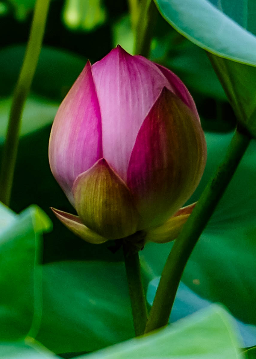 20140703-_DSC4886-2.jpg