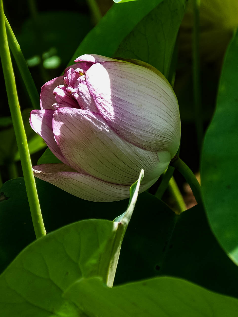 20140728-P1030135.jpg