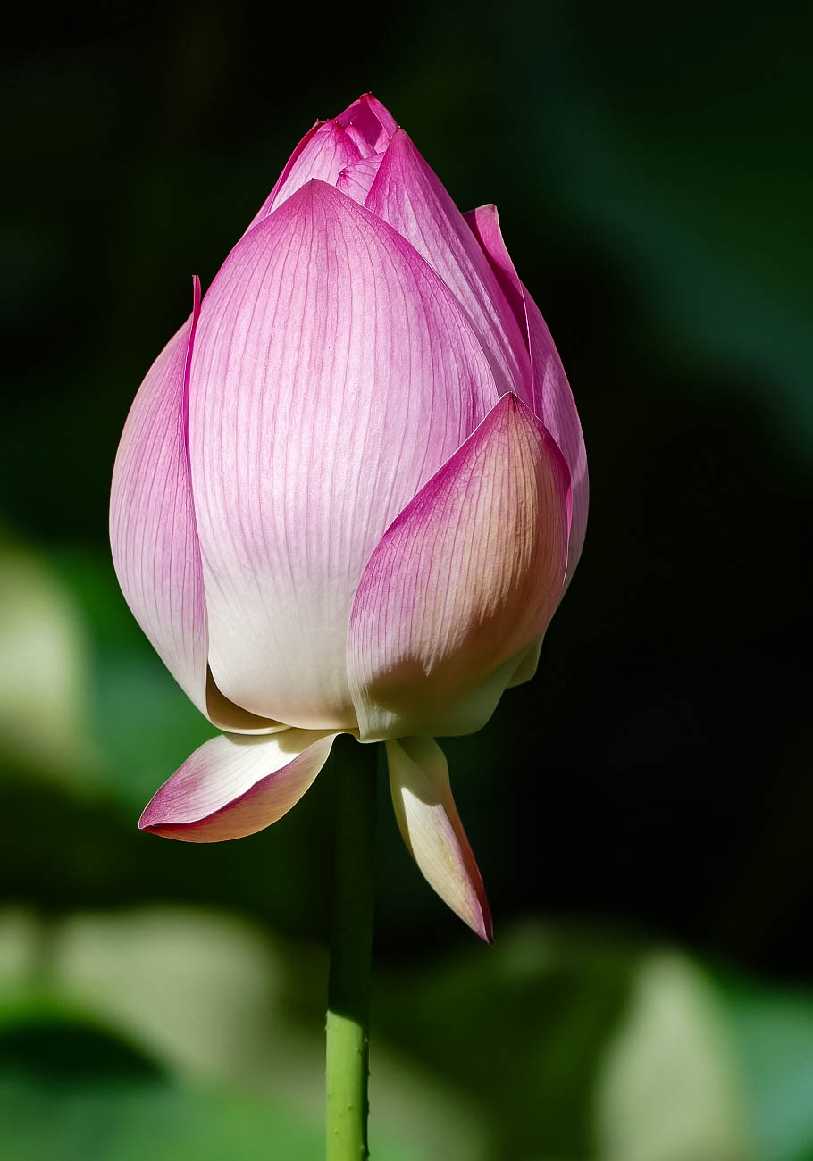 20150626-L1000117.jpg