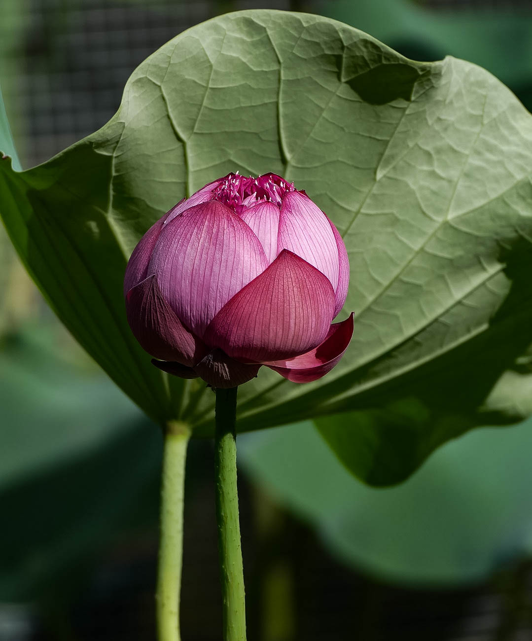 20150626-L1000121.jpg
