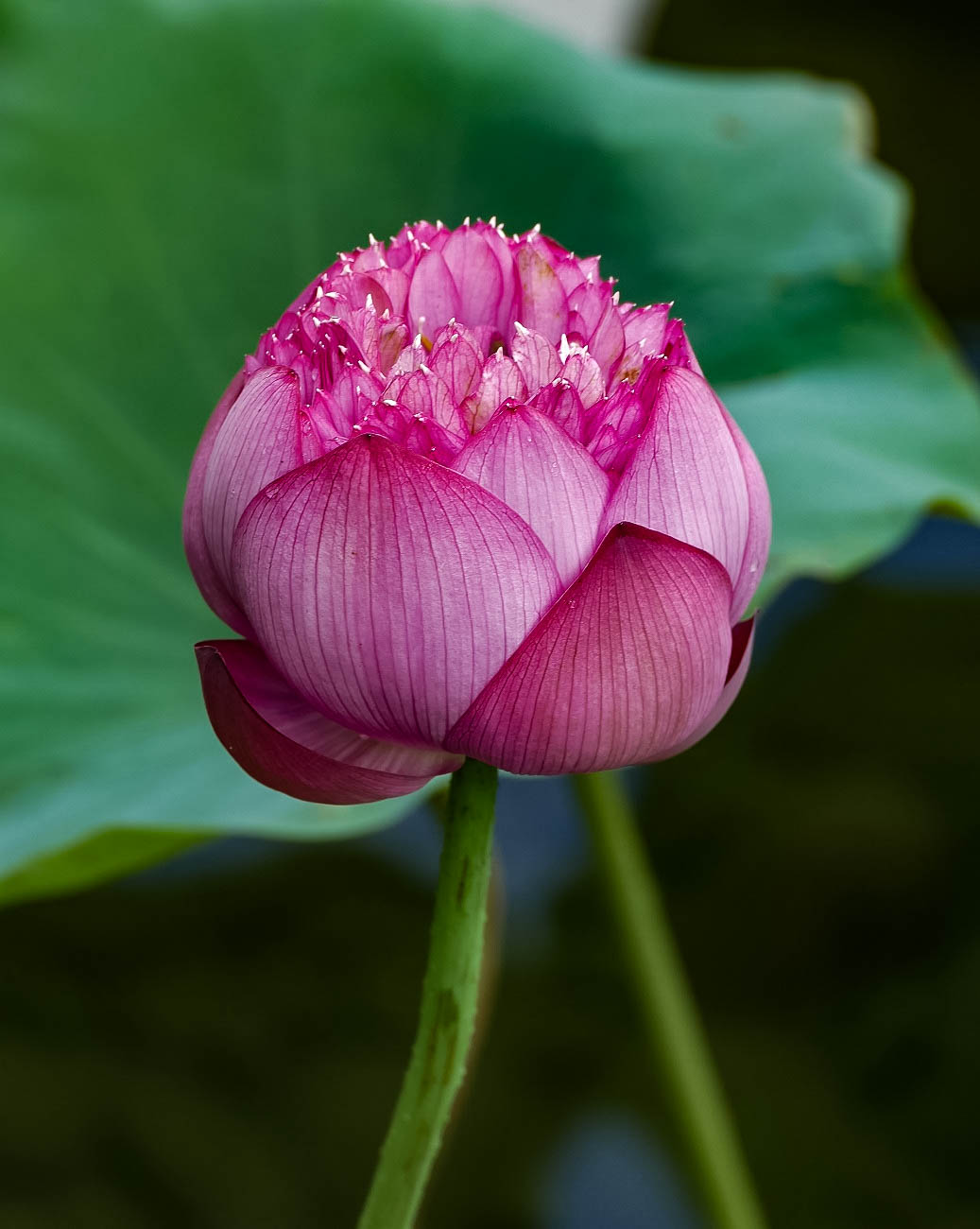 20150626-L1000124.jpg