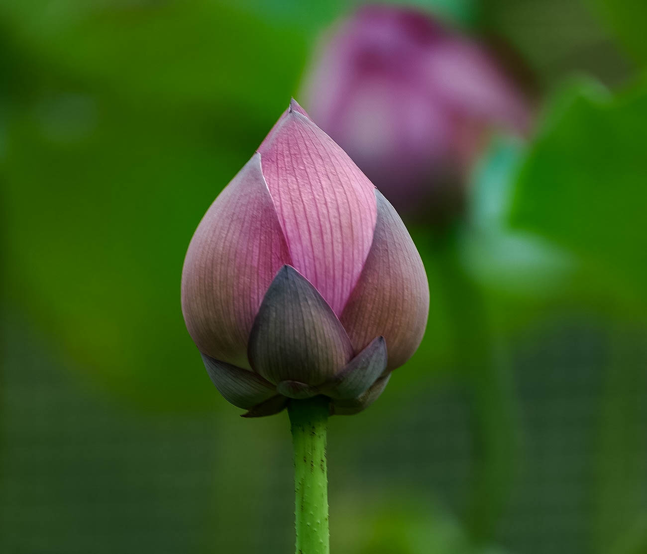 20150626-L1000126.jpg