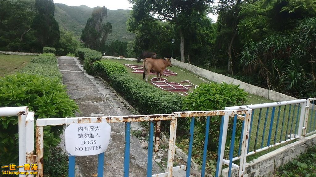 犬犬.JPG