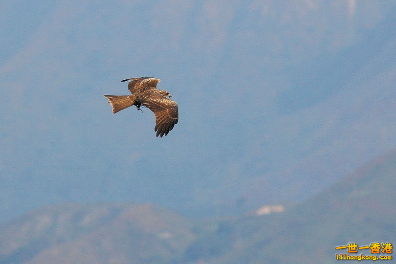 DSC_0057b.jpg