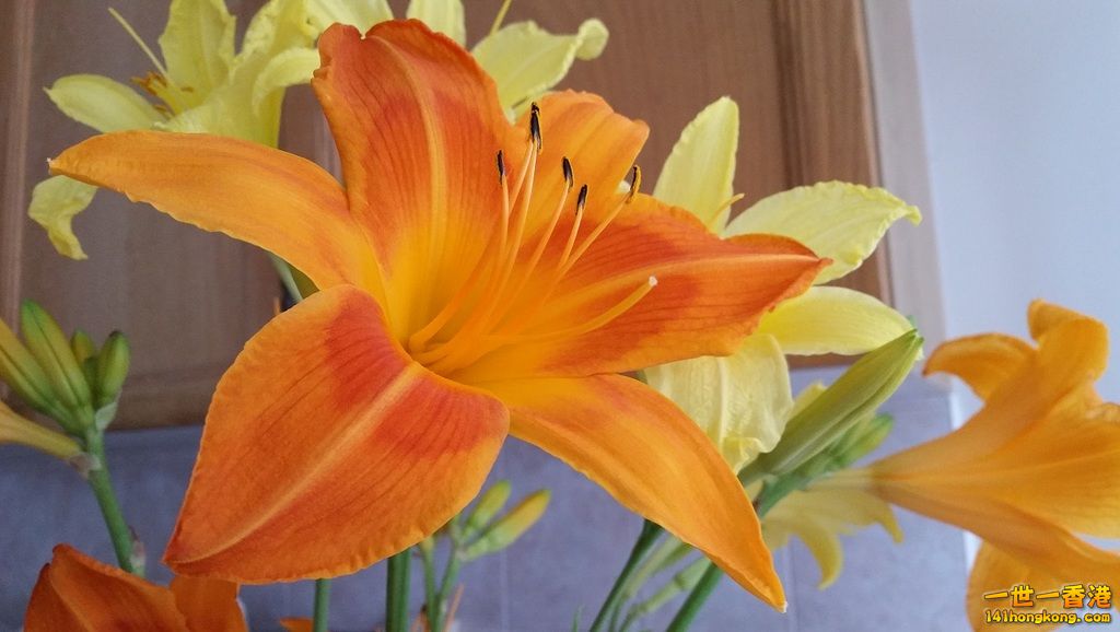 Flower2.jpg