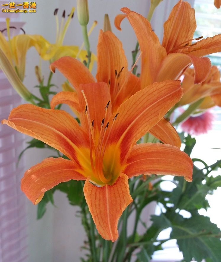 Flower3.jpg