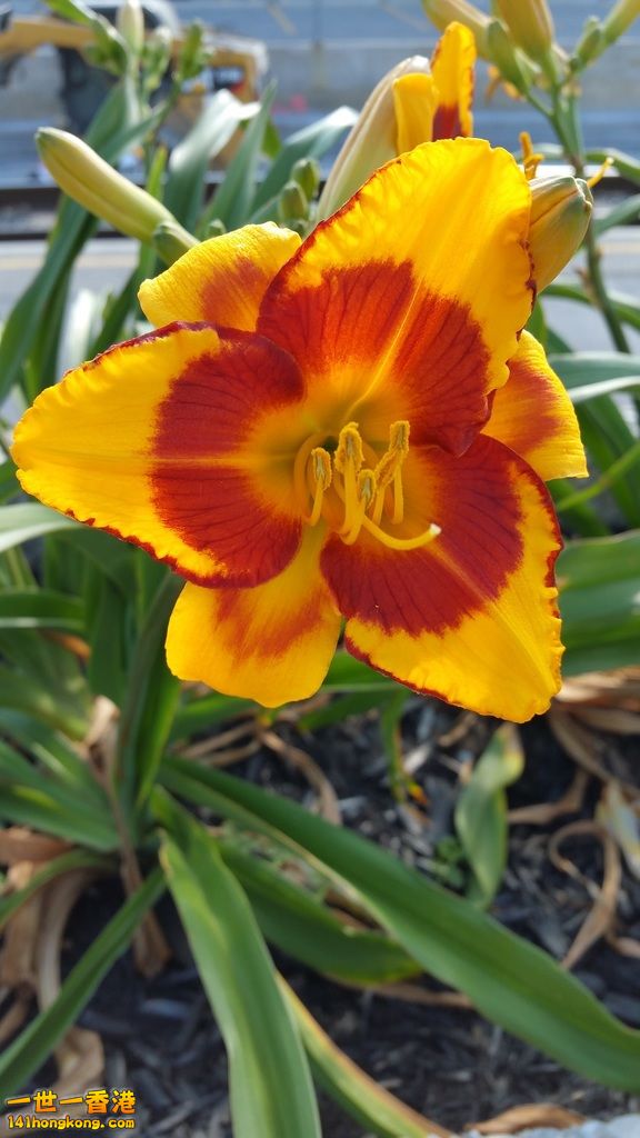 Pretty Flower.jpg