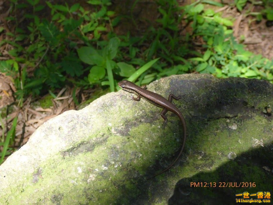 LIZARD.jpg