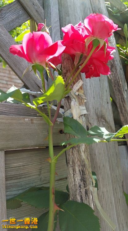 roses.jpg