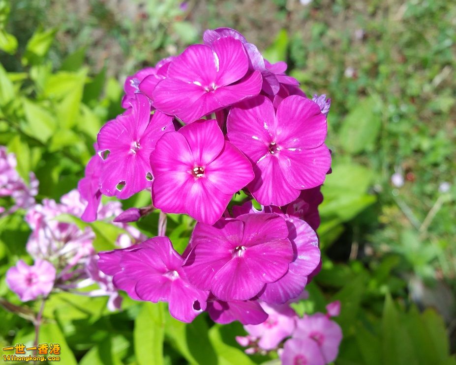 Flowers (1).jpg