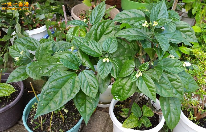 Home grown plants.jpg