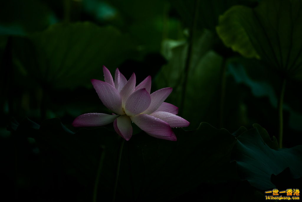 DSC_8351.jpg