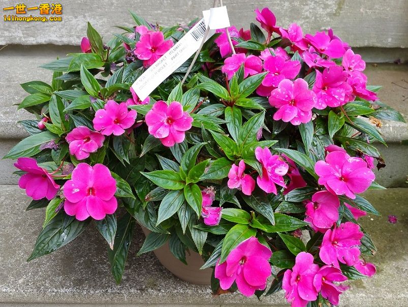 Violet colour flowers.jpg