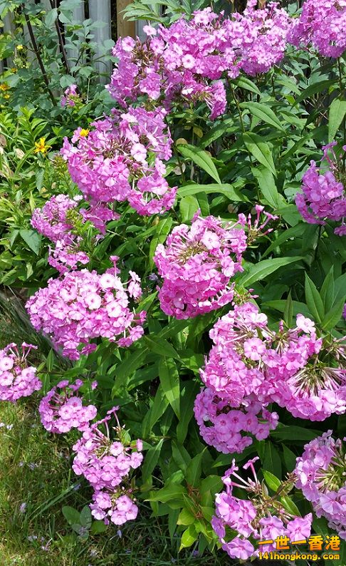 beautiful garden flowers.jpg
