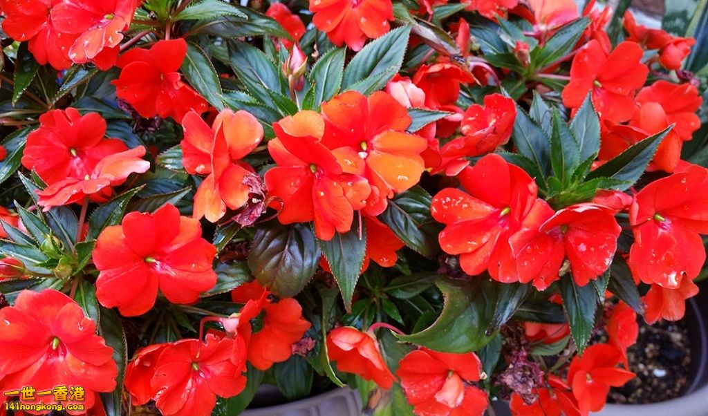 Red flowers.jpg