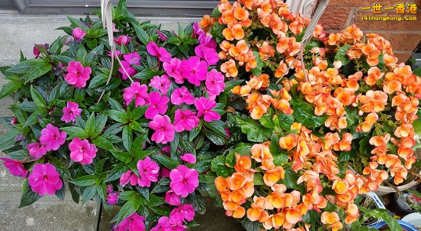 Dual Flowers.jpg