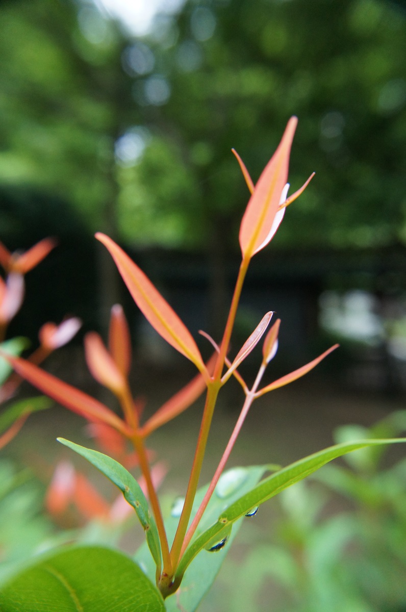 DSC06000.JPG