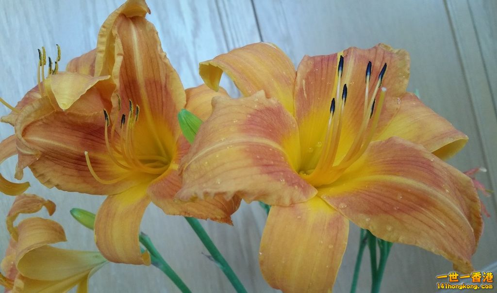 More home grown flowers.jpg