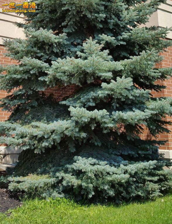 Giant Christmas Tree.jpg