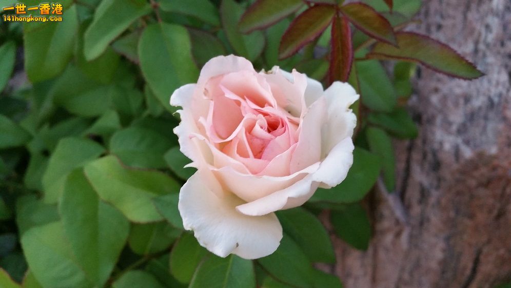 beautiful rose.jpg