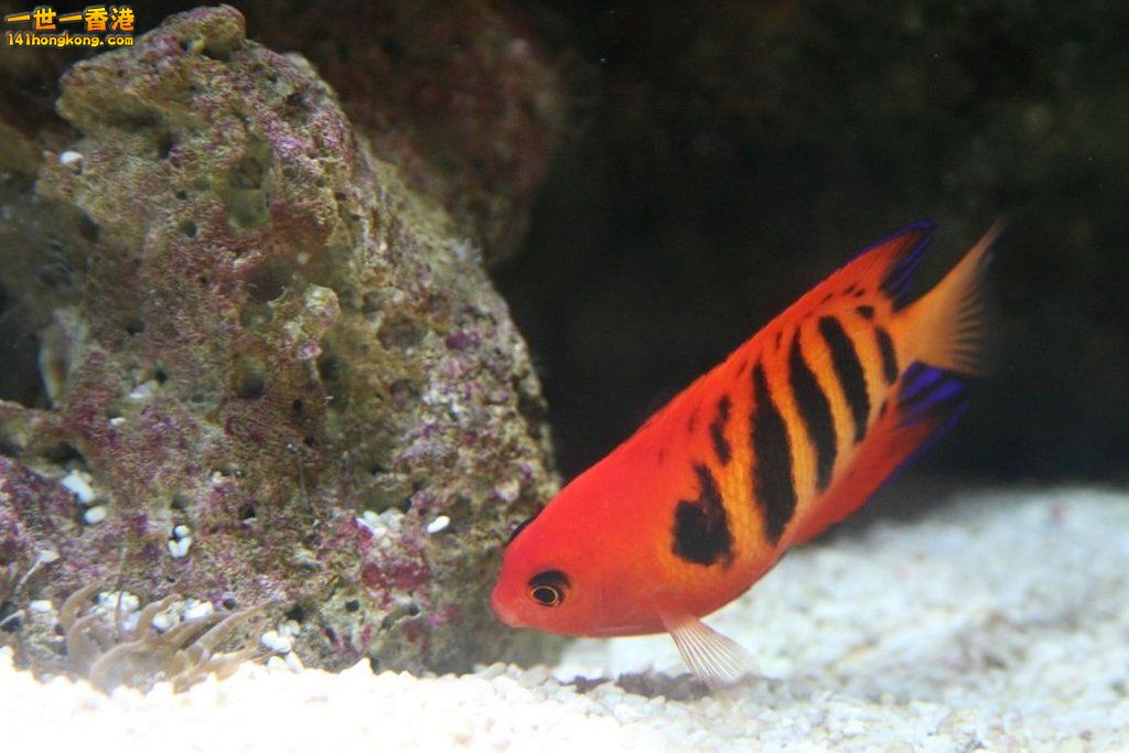 Fish.JPG