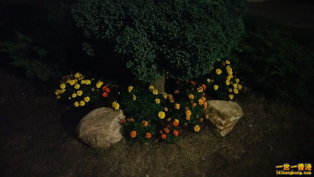 Garden shot in the night~.jpg