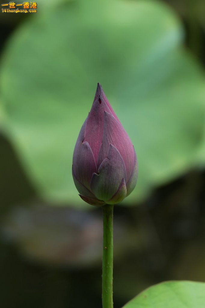 L1190030.JPG