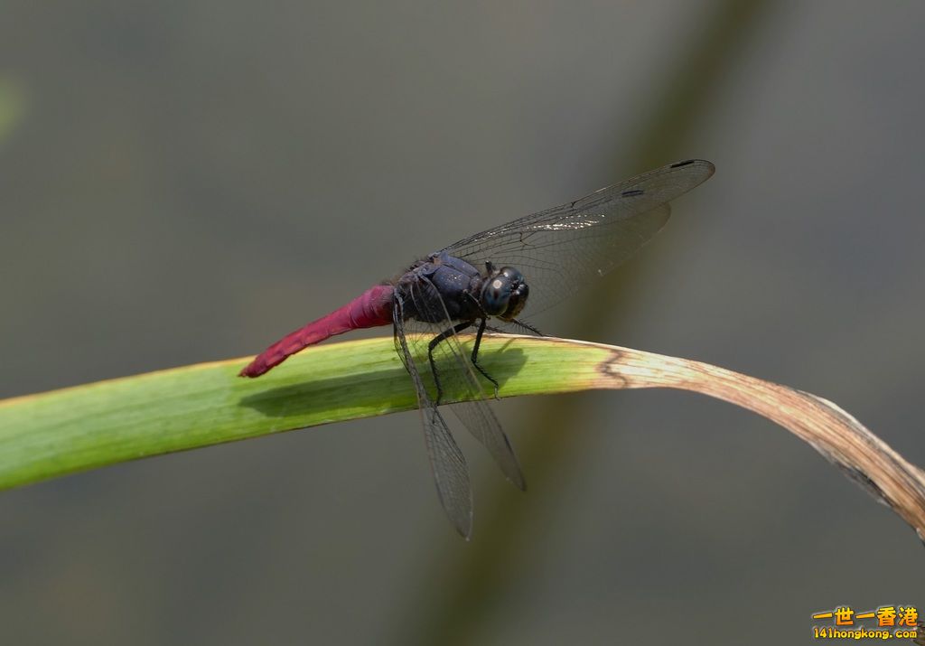 L1190043.JPG