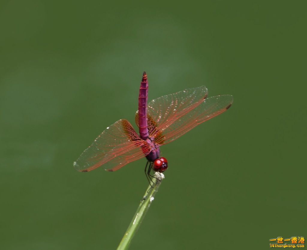 L1190016.JPG
