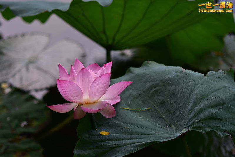 20160622007.JPG