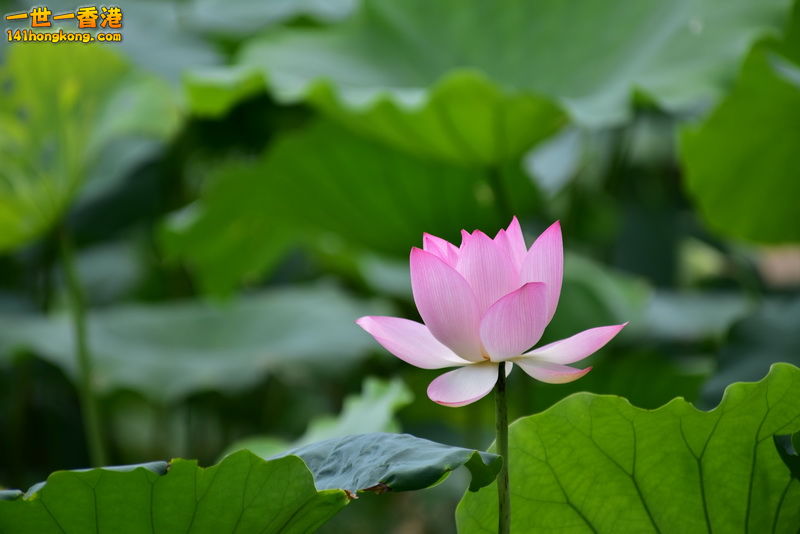 20160622021.JPG