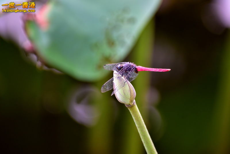 20160622022.JPG