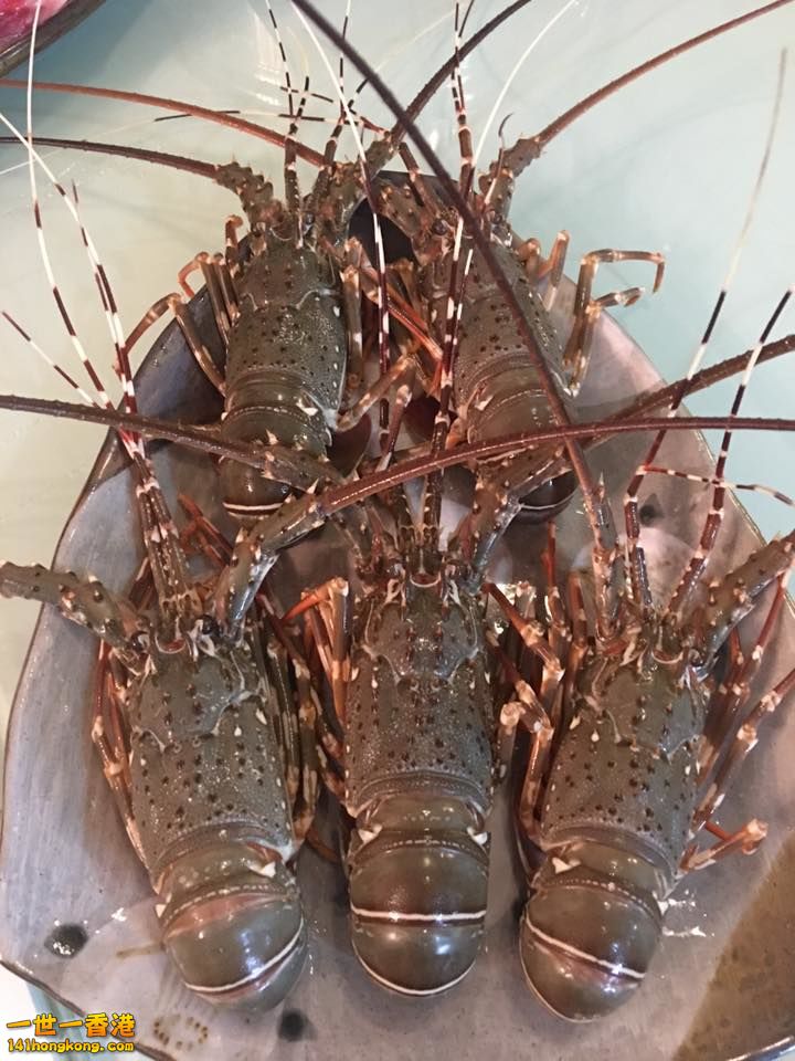 食龍蝦1.jpg