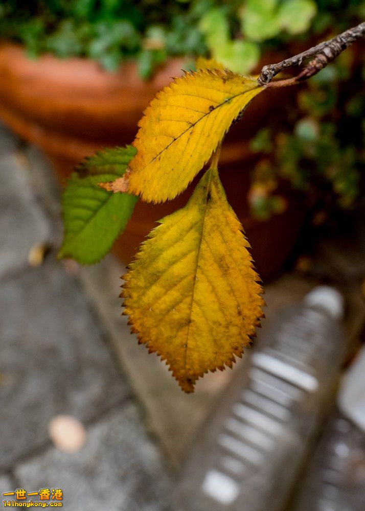 20161110-PB100553.jpg