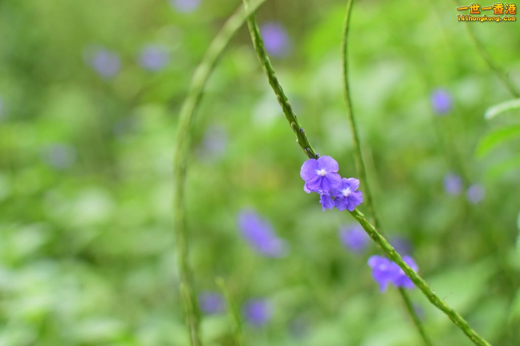 DSC_0256.JPG