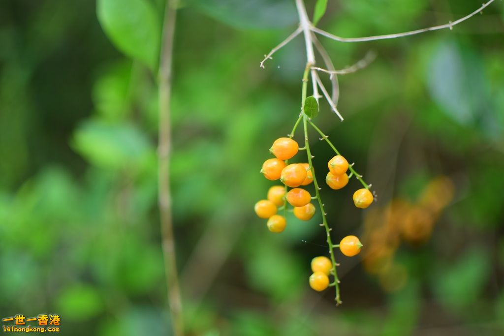 DSC_0778.JPG